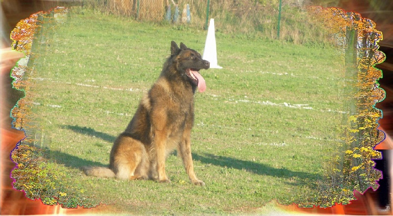 Bruce du Haut de L'Arize
